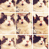 Le petit chat, tout le temps s