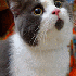 Le petit chat, tout le temps s