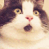 Le petit chat, tout le temps s