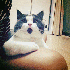 Le petit chat, tout le temps s