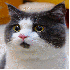 Le petit chat, tout le temps s