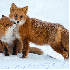 La beauté des renards arctiqu