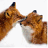 La beauté des renards arctiqu