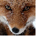 La beauté des renards arctiqu