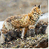 La beauté des renards arctiqu