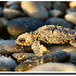 Des reptiles qui vont vous fai