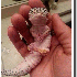 Des reptiles qui vont vous fai