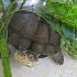 Des reptiles qui vont vous fai
