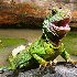 Des reptiles qui vont vous fai