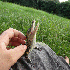 Des reptiles qui vont vous fai
