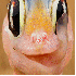 Des reptiles qui vont vous fai