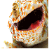 Des reptiles qui vont vous fai
