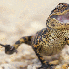 Des reptiles qui vont vous fai