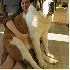 Des chiens qui ont oublié qu