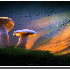 Des champignons illuminés!!!