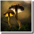 Des champignons illuminés!!!