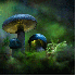 Des champignons illuminés!!!