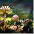 Des champignons illuminés!!!