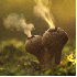 Des champignons illuminés!!!