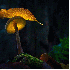 Des champignons illuminés!!!