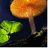 Des champignons illuminés!!!
