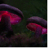 Des champignons illuminés!!!