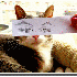 Ils transforment leurs chats 