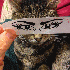 Ils transforment leurs chats 