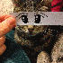 Ils transforment leurs chats 