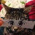 Ils transforment leurs chats 