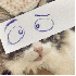 Ils transforment leurs chats 