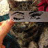 Ils transforment leurs chats 