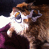 Ils transforment leurs chats 