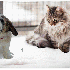 Ces animaux découvrent la nei