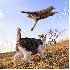 Des chats ninjas.
