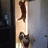 Des chats ninjas.