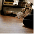 Des chats ninjas.