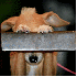 Chiens qui jouent à cache-cac