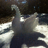 Sculptures de neige dans le mo