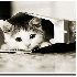 Les chats adorent se cacher da