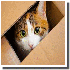 Les chats adorent se cacher da