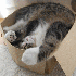 Les chats adorent se cacher da