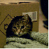 Les chats adorent se cacher da