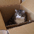 Les chats adorent se cacher da