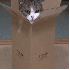Les chats adorent se cacher da