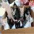 Les chats adorent se cacher da