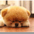 Chiens trop mignons, qui resse