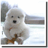 Chiens trop mignons, qui resse