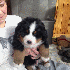 Chiens trop mignons, qui resse