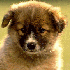 Chiens trop mignons, qui resse